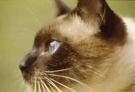 la gata (1977)