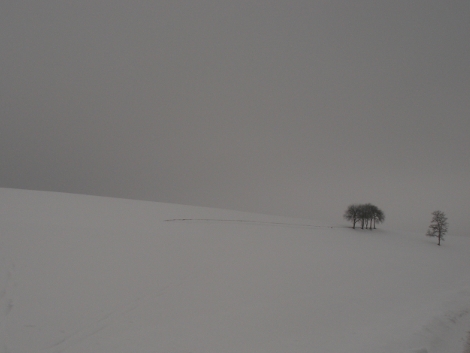 Blanca nieve (enero 2011)